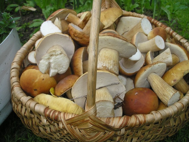 Как сушить грибы в русской печи: пошаговая инструкция