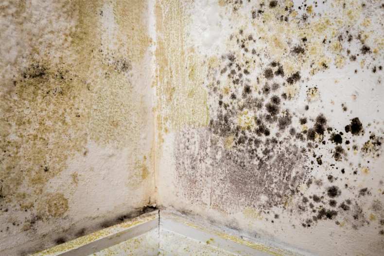 Грибок в бане на стенах (фото): причины, профилактика и последствия появления. Вред для здоровья и эффективные методы борьбы
