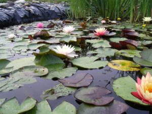 Отличные советы по оформлению пруда на даче растениями