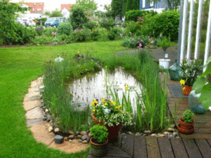 Отличные советы по оформлению пруда на даче растениями